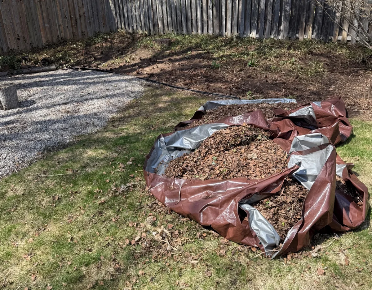 Leaves gathered for removal from an Ancaster backyard in early spring