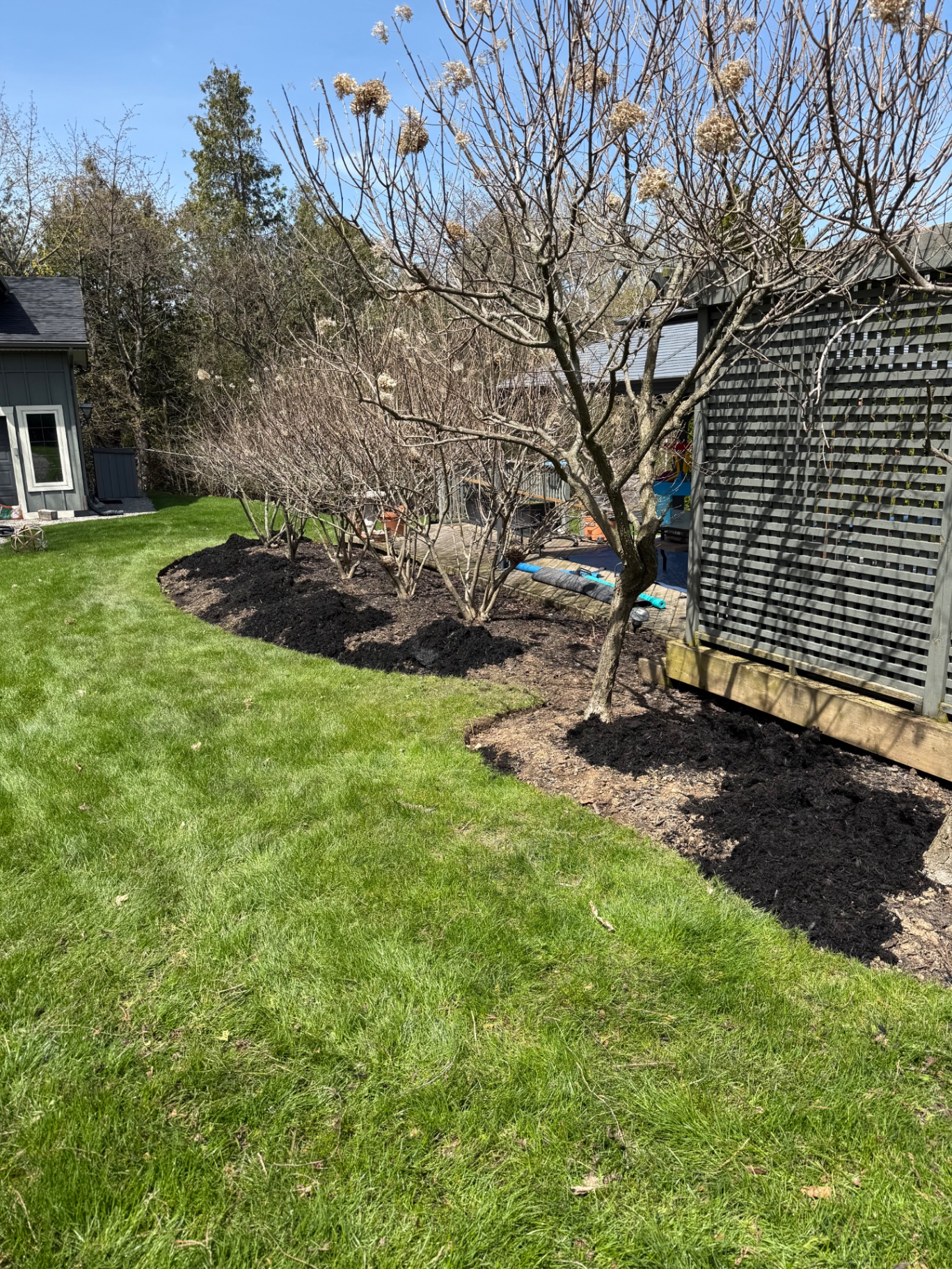 Before — Backyard fence-line mulch install in Ancaster — partially mulched bed finished with fresh black mulch and a crisp curved edge along the lawn