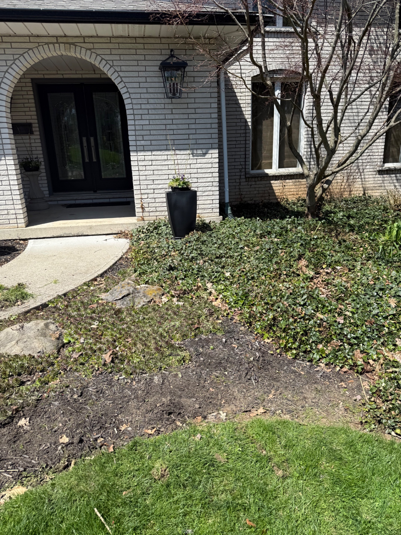 Before — Front walkway landscape construction in Ancaster — overgrown ivy and patchy groundcover replaced with a clean, freshly mulched garden bed