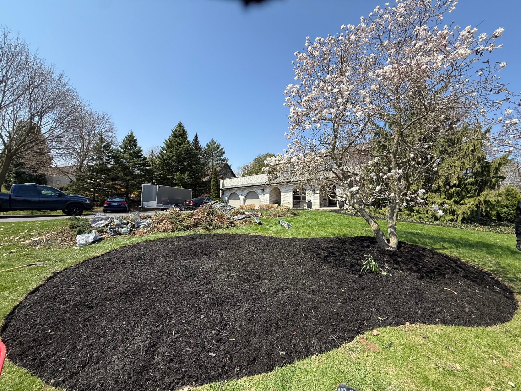 After — Front yard landscape construction in Ancaster — overgrown juniper bed cleared and refreshed with premium black mulch around the magnolia