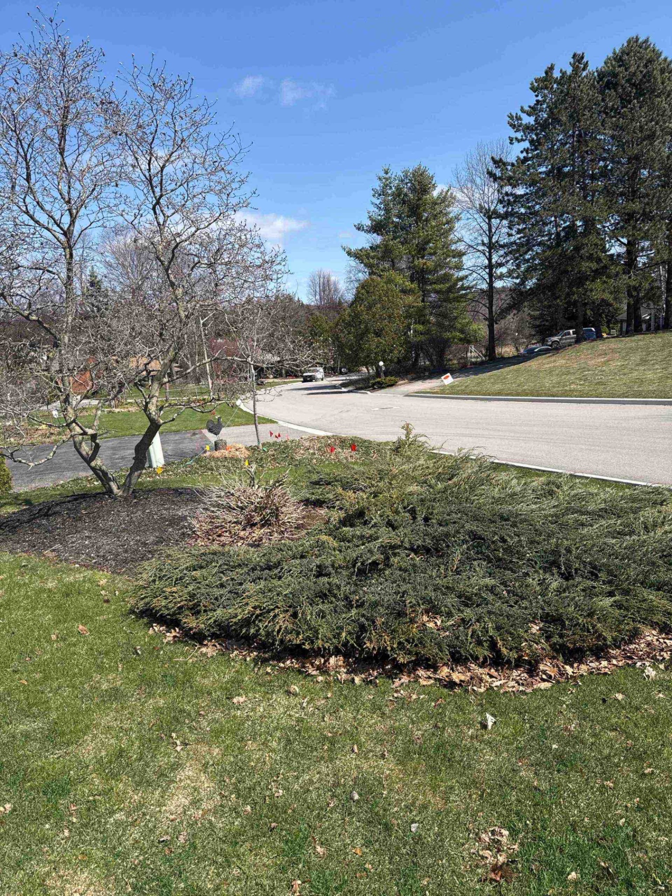 Before — Front yard landscape construction in Ancaster — overgrown juniper bed cleared and refreshed with premium black mulch around the magnolia