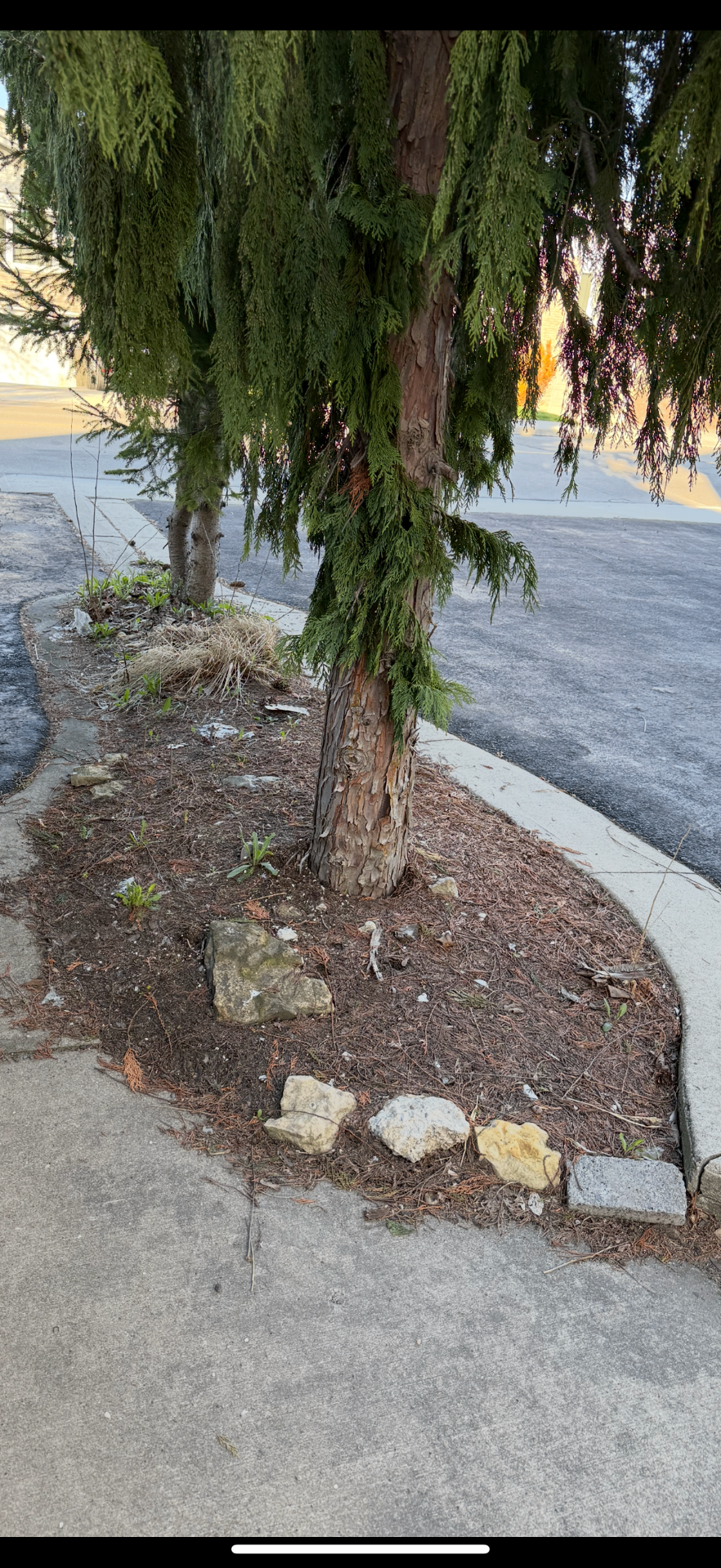 Before — Landscape construction in Ancaster — overgrown tree bed transformed with fresh river rock and clean edging