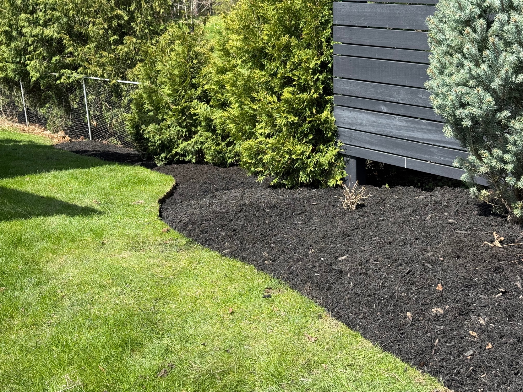 After — Side-yard cedar hedge mulch install in Ancaster — bed prepped with hand-cut edging then finished with fresh black mulch