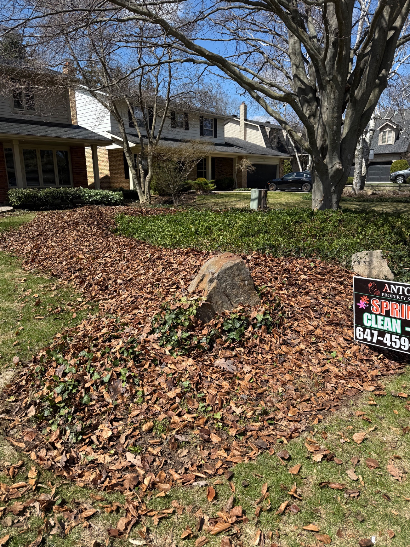 Antoine Landscape Contractors spring cleanup — leaf removal at a Hamilton front yard