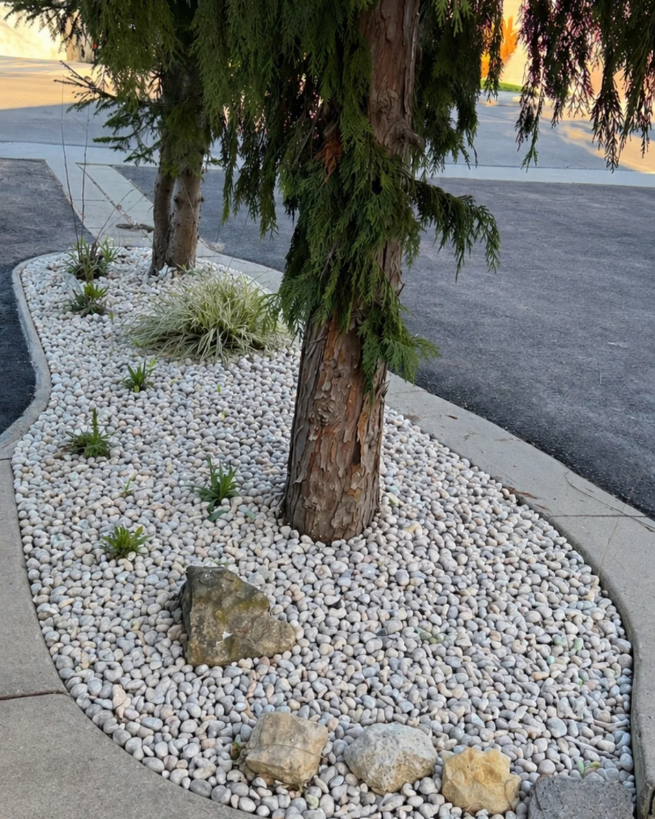 River rock planting bed around mature evergreen trees beside a walkway